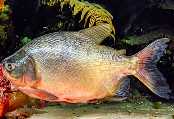 Tambaqui Colossoma macropomum traditional Brazilian freshwater fish from the Amazon and Pantanal.