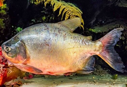 Tambaqui Colossoma macropomum traditional Brazilian freshwater fish from the Amazon and Pantanal.