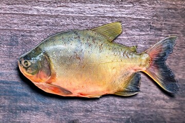 Tambaqui Colossoma macropomum traditional Brazilian freshwater fish from the Amazon and Pantanal.