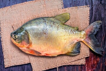 Tambaqui Colossoma macropomum traditional Brazilian freshwater fish from the Amazon and Pantanal.
