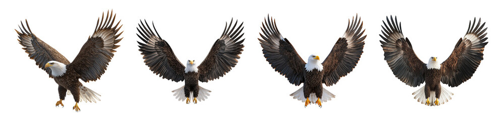 Fototapeta premium Isolated Eagle on Transparent Background