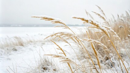 Fototapeta premium A Snowy Field of Tall Grasses Gently Swaying in the Winter Breeze