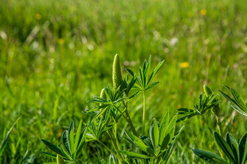 Unopened flowers on Bigleaf Lupine