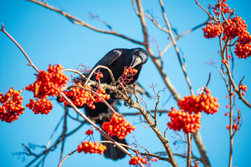 Rook on a mountain ash