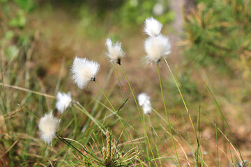 Cottongrass on a bog