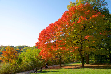 Relaxing in a public park in the morning with autumn leaf colour