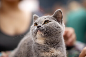 A closeup shot of a cat gazing curiously up at the camera lens