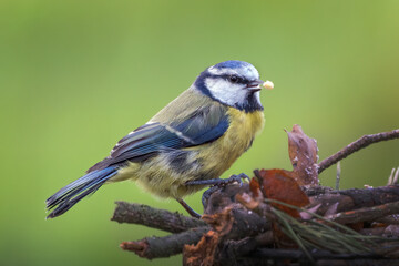 Bluetit with a small bit of fatball in beak