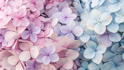 A delicate tapestry of pastel pink and blue hydrangea petals, showcasing nature's soft beauty in a floral symphony.