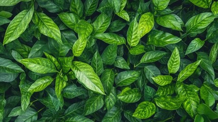 Overhead View of Lush Green Plant with Dense Foliage and Rich Textures, Perfect for Adding Depth to Design Projects, Natural Background with Vibrant Leaves
