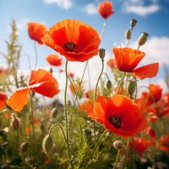 Obraz premium photo poppy flowers in summer