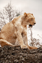  Adventures in the Ngorongoro savannah to see the wilderness life of the hippos