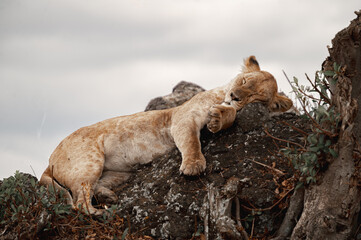  Adventures in the Ngorongoro savannah to see the wilderness life of the hippos