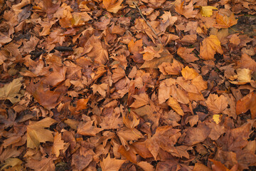 autumn leaves background on the ground