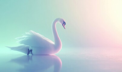 A white swan is standing in the water
