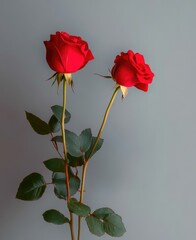 Obraz premium Two red roses are standing next to each other