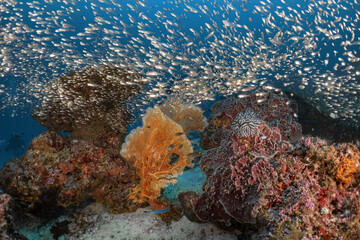 Beautiful soft coral reef and many fish photography in deep sea in scuba dive explore travel activity underwater with blue background landscape in Andaman Sea, Thailand