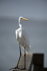 Great Egret on Dock Texas Gulf Coast