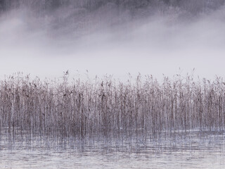 Misty morning over calm water reveals delicate reeds swaying gently in the breeze near a quiet...