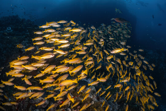 Beautiful group of yellow tail snapper fish underwater photography marine biology in deep dive blue water with coral reef background landscape in concept of diversity of ecosystem under the sea