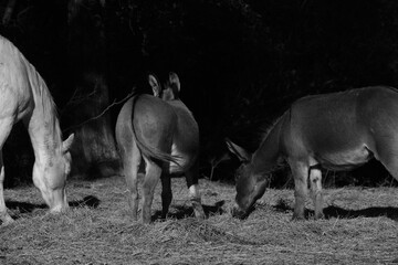 Pair of mini donkeys with horse closeup on farm in black and white.