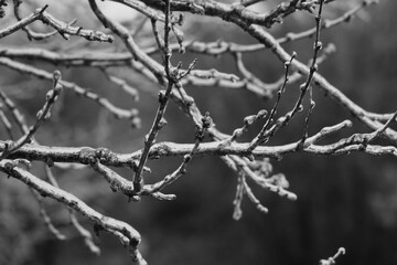 Ice on tree branch during freezing cold weather closeup in nature winter season.