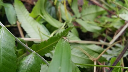 Salticus sceneryus or spider jumping on the leaves. Shot in the forest.