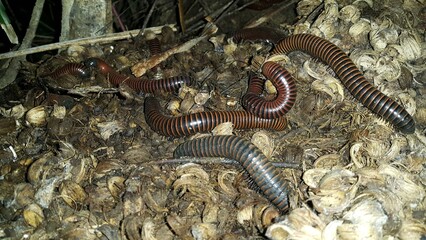 Millipedes (Millipedes) Animals Millipedes, luing, wuling or millipede are arthropods that have two...