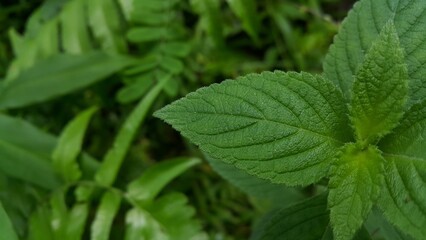 Very fresh dark green color leaf texture background. Shot in the jungle. The beauty of nature.