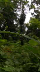 Fototapeta premium Water bubbles on plant leaves. The beauty of nature. Shot in tropical forest.
