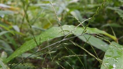 Guineagrass (megathyrsus maximus) floral background. Photo shot in the mountain. The beauty of...