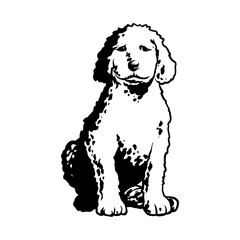 Puppy Irish Water Spaniel - Dog Breed, Puppy Breed Vector File, detailed vector