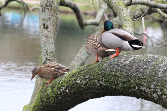 Des canards &agrave; la queue leu leu 
