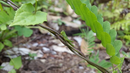 Green Grasshopper perched on the stem of a plant. Grasshopper, Valanga nigricornis, cyrtacanthacridinae. Natural beauty. Shot in the forest.
