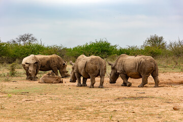 Naklejka premium Herd of African black rhinoceros in Hlane National Park, or Royal Hlane National Park, is located in northeastern Swaziland, Africa 