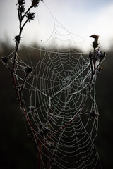 dew drops on a spider web in sunshine