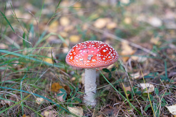Beautiful red poisonous fly agaric (Amanita muscaria) mushroom in forest.