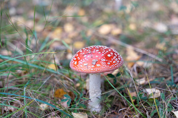 Beautiful red poisonous fly agaric (Amanita muscaria) mushroom in forest.