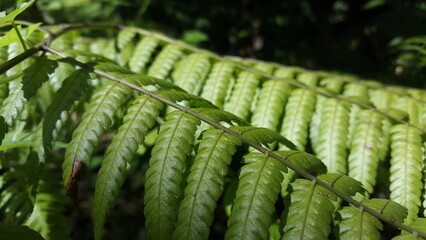 Fern wallpaper. Photo of fern leaves being shot in the jungle. Nature Theme. The beauty of nature.