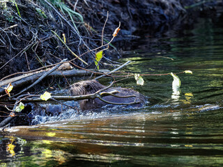 Beavers repairing their dam