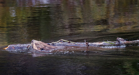 Beavers repairing their dam
