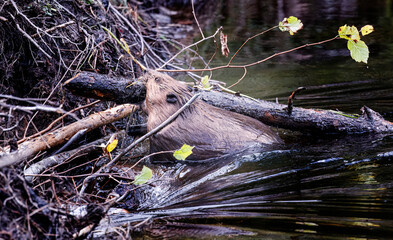 Beavers repairing their dam © Carol