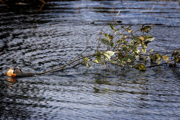 Beavers repairing their dam