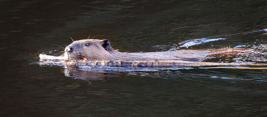 Beavers repairing their dam © Carol