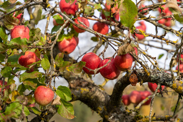 Fresh ripe red apples growing on apple tree branch