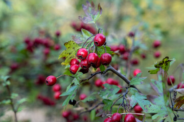 Red hawthorn (Crataegus ambigua) berries