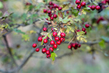 Red hawthorn (Crataegus ambigua) berries