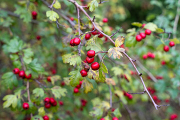 Red hawthorn (Crataegus ambigua) berries