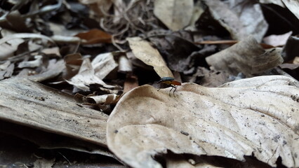 Tabanidae perches on brown leaves. The beauty of nature. Shot in the mountain. Golden rhinin fly - stormorhina subapicalis.