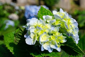 Changing color Delicate Hydrangea Bloom in Full Color
